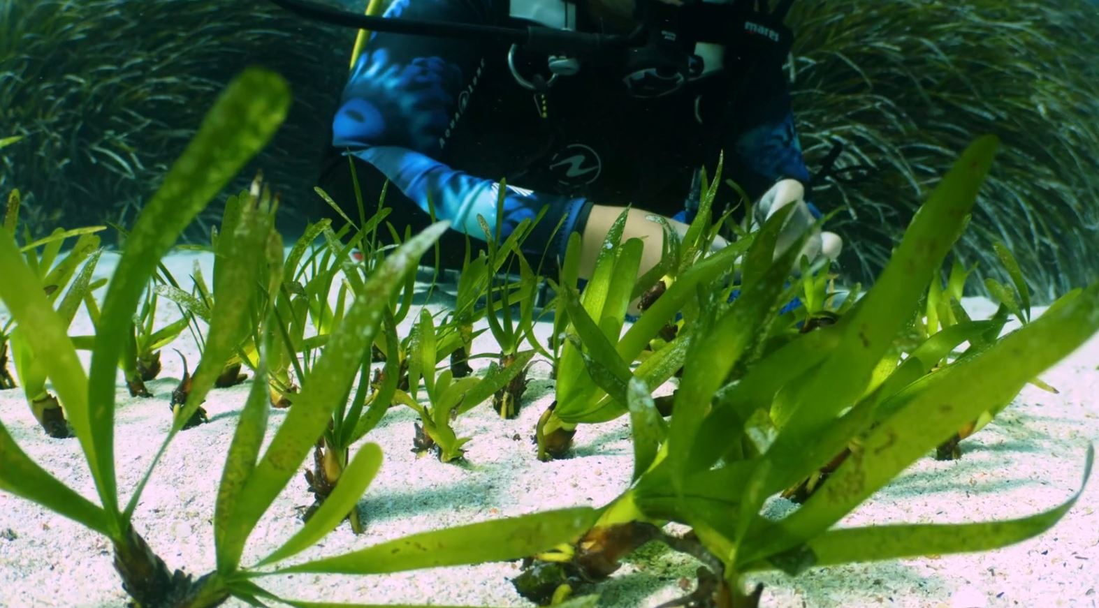 Restauración de posidonia en Formentera con Cofidis